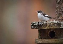 Bird Pied Flycatcher(Ficedula Hypoleuca) Is Standing On A Birdhouse Attached To The Pine Tree, Blured Background . Free Copy Space