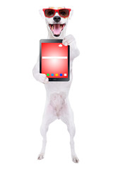 Cheerful dog Jack Russell Terrier in sunglasses with tablet in paws isolated on white background