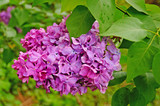 Fototapeta Paryż - Lilac, purple and pink lilac flowers on a branch with green leaves on a spring sunny day