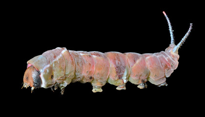 Poster - Caterpillar (Cerura erminea) 20