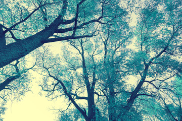Wall Mural - bottom view of trees against the sky. vintage color