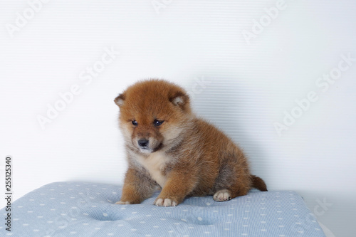 コロコロした豆柴子犬 Stock Photo Adobe Stock
