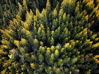 Birds eye, aerial view of forest covered with snow