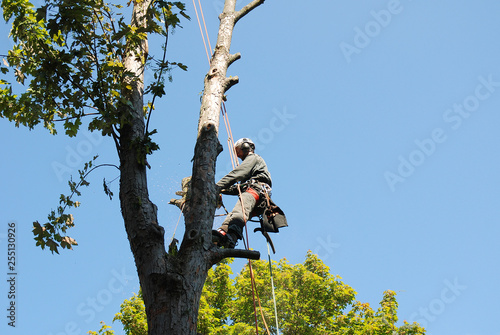 Cutting a tree, tree climber is working outdoor with a saw