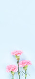 Fototapeta Motyle - Beautiful blooming pink carnations isolated on bright light blue background, copy space, flat lay, top view, mock up, may mothers day idea concept photography