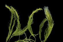 Saltwater Caulerpa Taxifolia, Killer Algae, Marine Alga, Seaweed Isolated On Black Background.