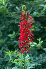 Canvas Print - Cardinal flower (Lobelia cardinalis).