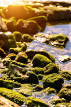 Coastal Oceanic Background Texture Of Algae On Rocks At Low Tide