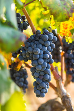 Ripe Purple Grapes With Leaves In Natural Condition, The Vineyard Of Puglia Of Primitivo Grape Grows In Southern Italy, Particularly Salento