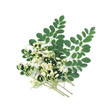 Moringa leaves and flowers isolated on white background, Thai herbs have medicinal properties.