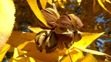Ripe Hickory Nuts Surrounded By Yellow Leaves