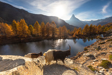 Goats At Grindjisee Lake. Zermatt, Mattertal, Canton Of Valais, Switzerland, Europe