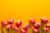 Fototapeta Tulipany - Spring tulips on yellow colors background. Retro vintage style.