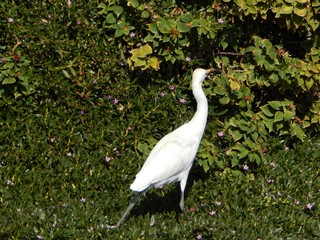  Very cute and curious white little egret