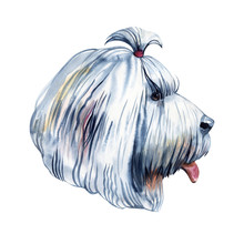 Old English Sheepdog Used To Watch Livestock At Farms Isolated Digital Art Illustration. England Originated Pet From United Kingdom. Puppy Domestic Animal With Fur, Muzzle Of Canine Protective Hound