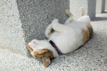 funny cat sleep