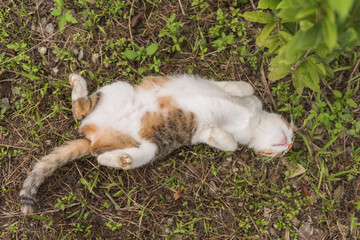 Poster - funny cat sleep on grassland