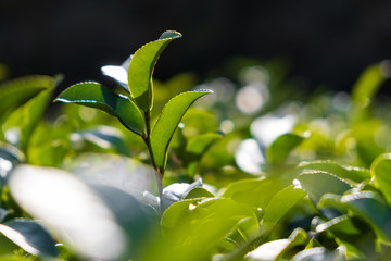 Wall Mural - Macesta tea. The northernmost tea in the world. Tea plantation. Green tea leaf.