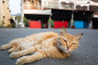 stray cat lying at street