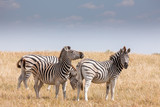Fototapeta Konie - Zebras migration -  Makgadikgadi Pans National Park - Botswana