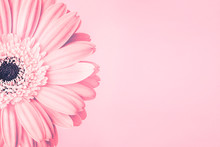 Closeup Of Pink Daisy Flower On Pink Background With Empty Space. Romantic Delicate Spring Feminine Design For Invitations, Greeting Cards, Quotes, Blogs, Posters, Flyers, Banners, Web, Prints