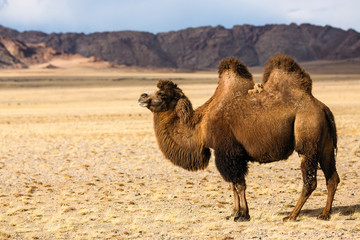 Poster - Camel in the steppe of Western Mongolia foothills.