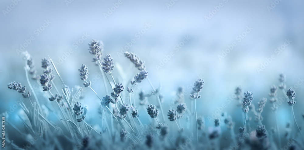 Soft blue spring floral background - obrazy, fototapety, plakaty 