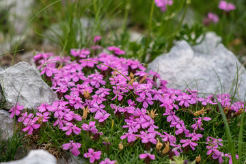 pretty Moss campion in the mountains