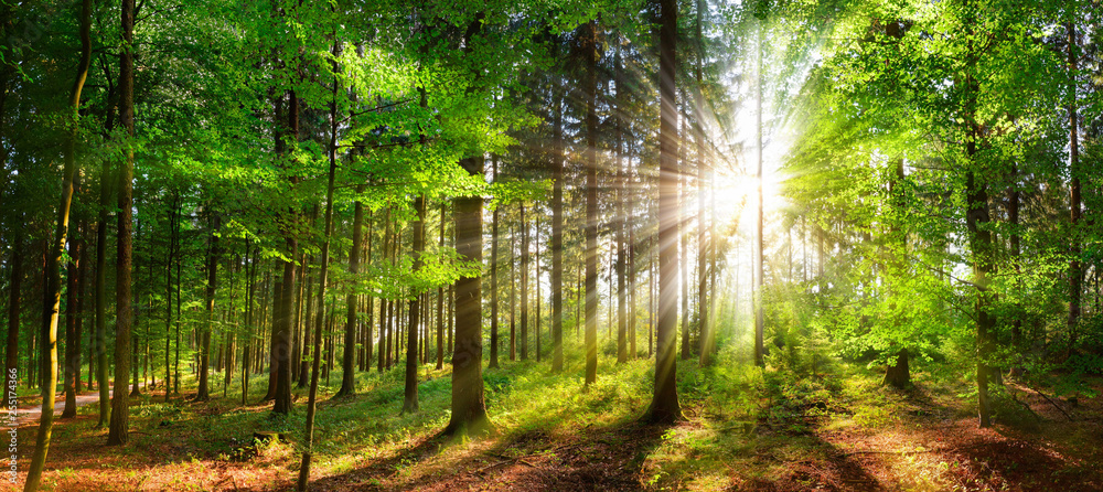 Beautiful rays of sunlight in a green forest - obrazy, fototapety, plakaty 