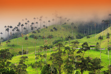 Wall Mural - Misty alpine landscape of Cocora valley, Salento, Colombia, South America