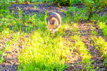 Wall Mural - Arrogant short-haired domestic beautiful tabby cat eating fresh green grass oats. Natural hairball treatment. Pet care health and animals concept