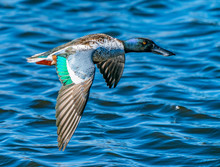 Male Northern Shoveler In Flight - A Male Northern Shoveler Skims The Blue Water Surface. Lakewood, Colorado.