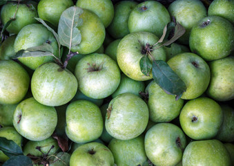 Sticker - Background from green apples simerenka or green-red ripe and juicy. Concept, autumn harvesting of apples.