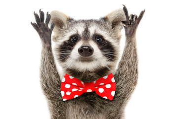 Wall Mural - portrait of a funny raccoon in bow showing a rock gesture isolated on white background