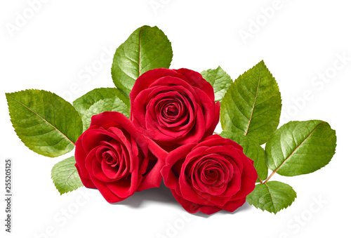 flower rose petal blossom red nature beautiful background
