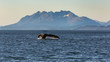 Whale watching in Juneau, Alaska