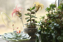 Houseplants Growing On Windowsill: Air Plant Tillandsia Ionantha And Jade Plant. Tillandsias Are Low-maintenance Plants That Require No Soil, Just Plenty Of Water, Sunlight, And Airflow.