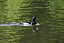 Tufted Duck Male Swimming On Green Water. Cute Black White Drake. Waterbird In Wildlife.