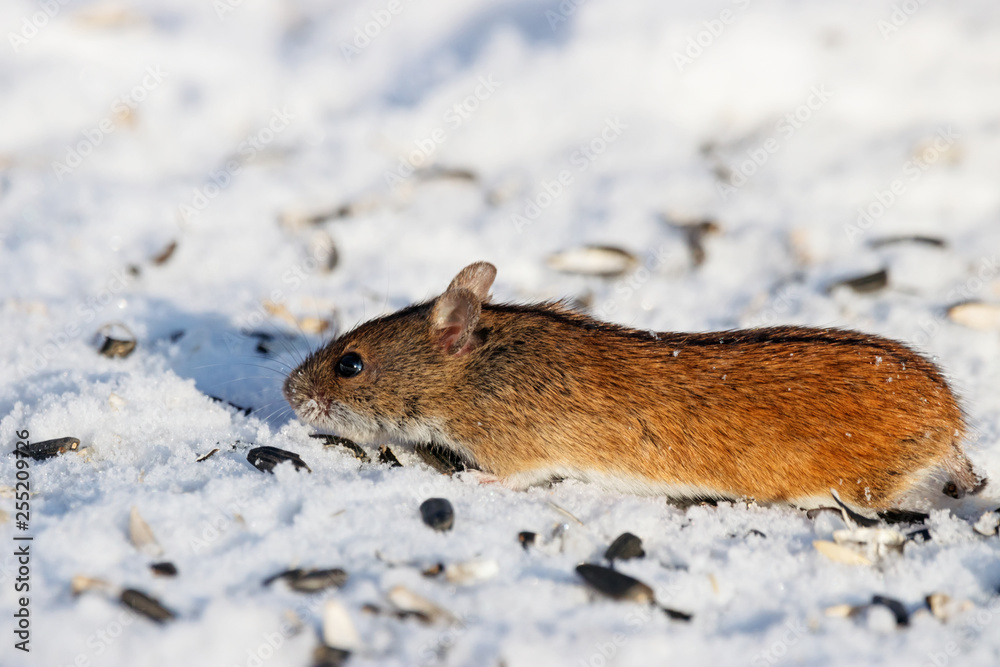 Striped field mouse eating sunflower seeds on snow in winter. Cute ...
