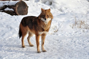  Jackal with a sly fase