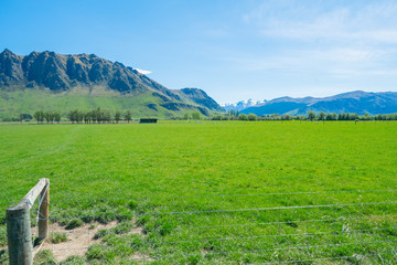 Poster - Distant mountain s beyond emerald green South Island pasture