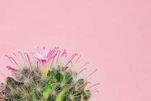 Close Up Of Blooming Mammillaria Bombycina Cactus On Pink Background.
