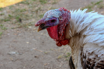 portrait of a turkey