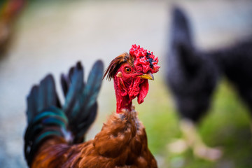 chicken on a farm