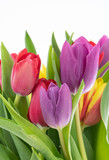 Fototapeta Tulipany - Tulip Flowers 
