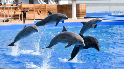 Dolphins show in Valencia oceanografic