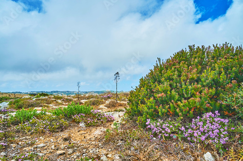 Fotografía The vegetation of Buskett Gardens, Siggiewi, Malta