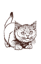 Graphical Vintage Portrait Of Cat, Sketchy Illustration