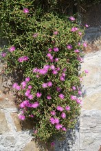 Flowers Of Mesembryanthemum Purple