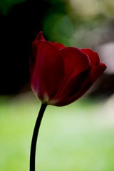 silky tulip red in the shadow